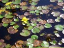 Kleine Teichrose - Nuphar pumila * 1286 x 963 * (392KB)